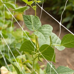 Advantages of plant trellis netting