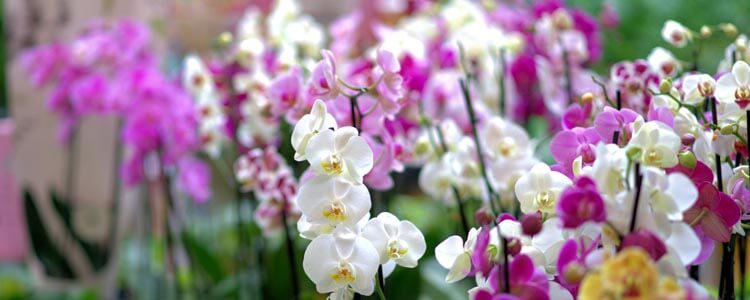 orchid plantation