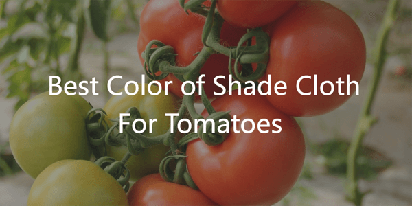 What Color Shade Cloth Is Best For Tomato Plants?