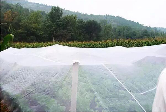 insect netting (1)