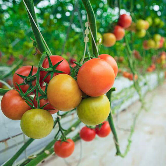 What Color Shade Cloth Is Best For Tomato Plants?