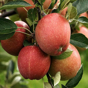 apple netting.jpg